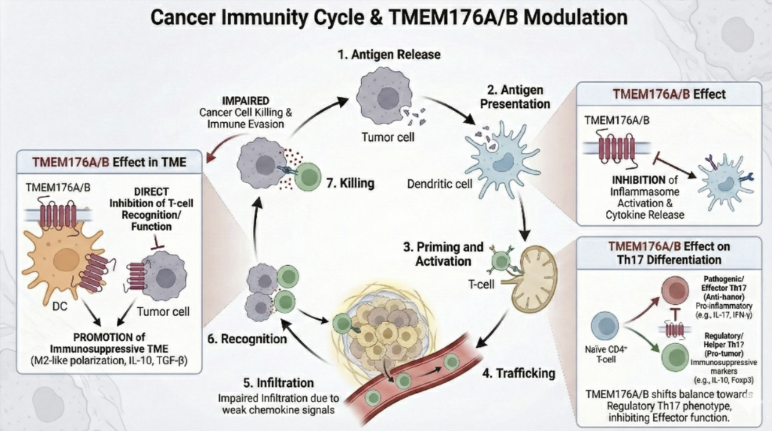 Targeting TMEM176B/A in the Cancer Immunity Cycle